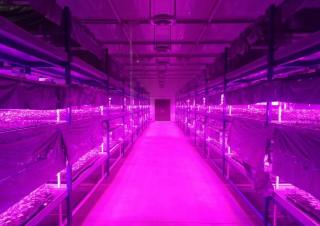 ডিজিটাল ফুল কৃত্রিম আলো LED চারা কারখানা